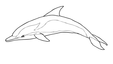 Striped Dolphin Coloring page