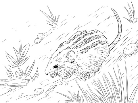 Striped Mouse Coloring page