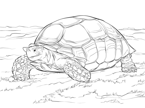 Sulcata Tortoise Coloring page