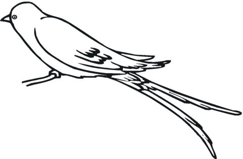 Perched Swallow Coloring page