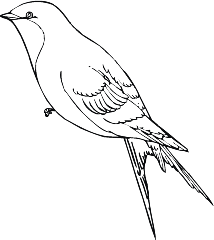 Swallow Coloring page