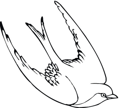 Swallow bird Coloring page