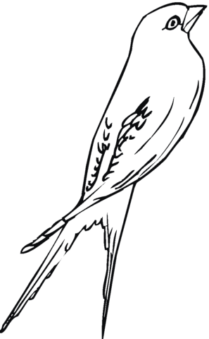 Swallow 5 Coloring page