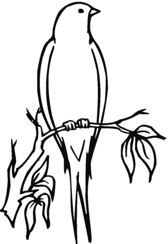 Swallow On A Tree Coloring page