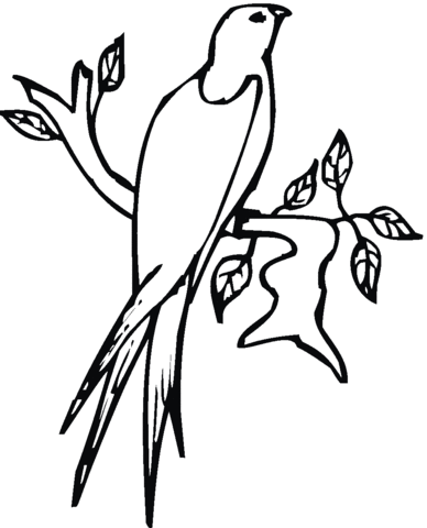 Swallow Perched On Branch Coloring page