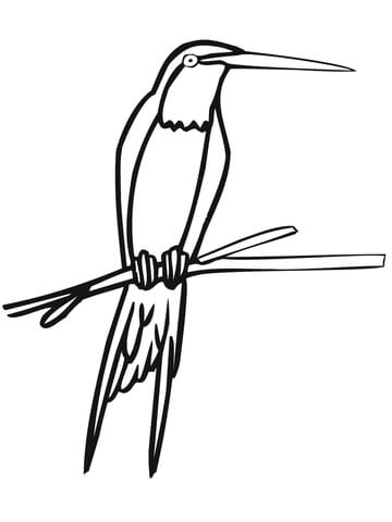 Swallow Tailed Hummingbird Perched on Branch Coloring page