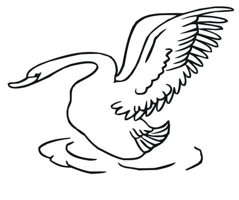 Swan Taking Off Coloring page