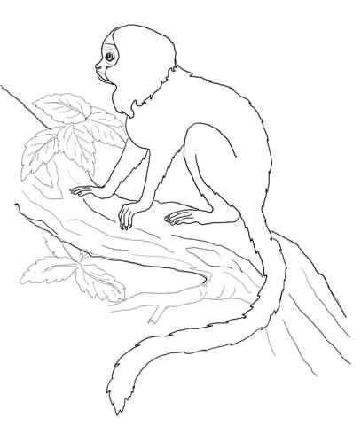 Tamarin Monkey Coloring page