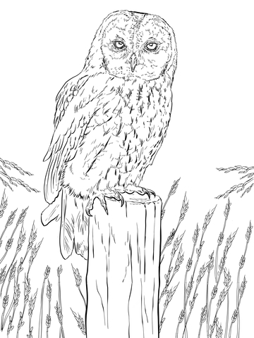 Tawny Owl Coloring page