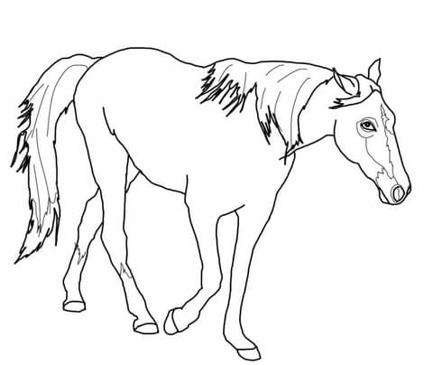 Tennessee Walking Horse Coloring page