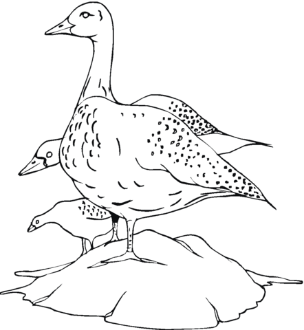 Three Ducks Coloring page