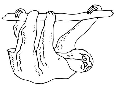 Three Toed Sloth Coloring page