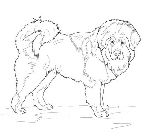 Tibetan Mastiff Coloring page