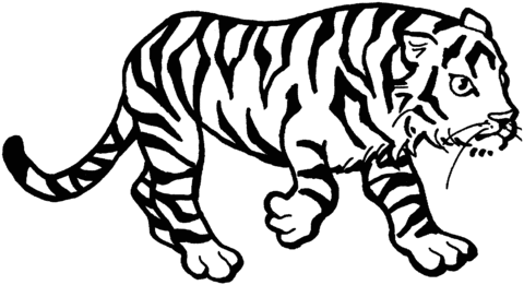 Tiger 3 Coloring page