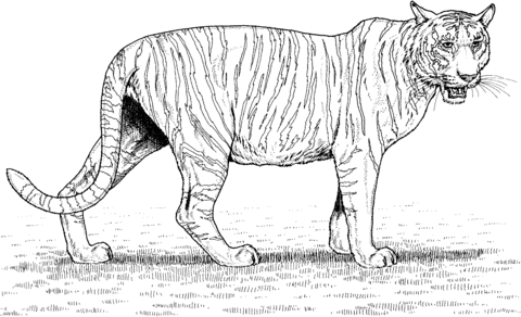 Tiger 4 Coloring page