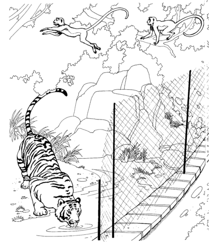 Tiger and Rhesus macaques in a Zoo Coloring page