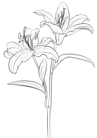 Tiger Lily Coloring page