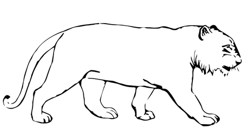 Tiger Without Stripes Coloring page