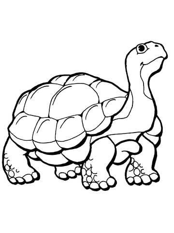 Tortoise Coloring page