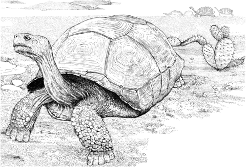 Tortoise in a Desert Coloring page