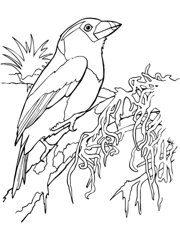 Toucan Barbet Coloring page