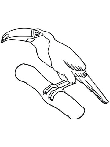 Toucan on a Branch Coloring page