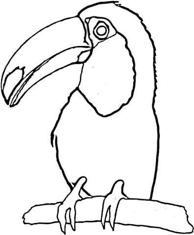 Toucan on the Tree  Coloring page