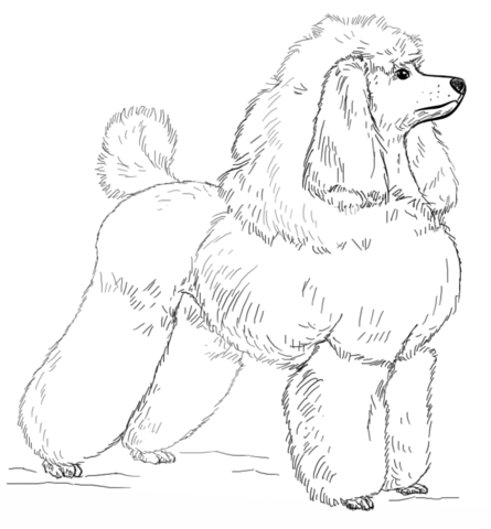 Toy Poodle Coloring page