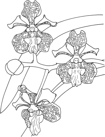 Tropical Vanda Tricolor Orchid Coloring page