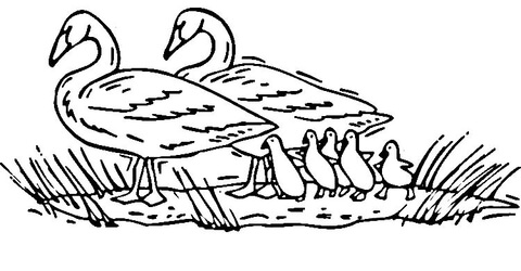 Trumpeter Swan Coloring page