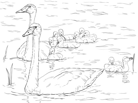 Trumpeter Swans Family Coloring page