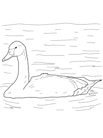 Tundra Swan Arctic Bird Coloring page