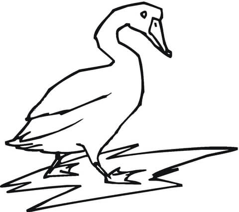 Tundra Swan  Coloring page