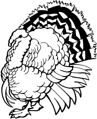 Turkey Coloring page