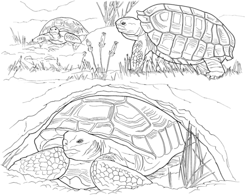 Turtles Laying Eggs Coloring page