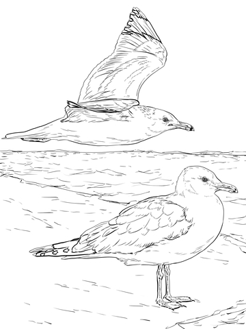 Two California Gulls Coloring page