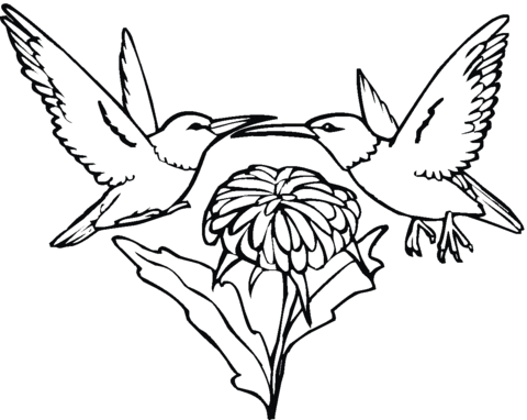 Two Hummingbirds And Flower Coloring page