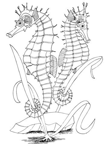 Two Seahorses Coloring page