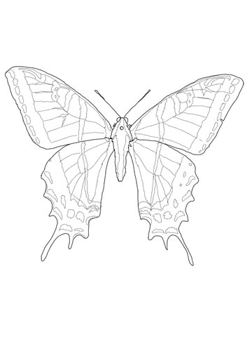 Two Tailed Swallowtail Coloring page