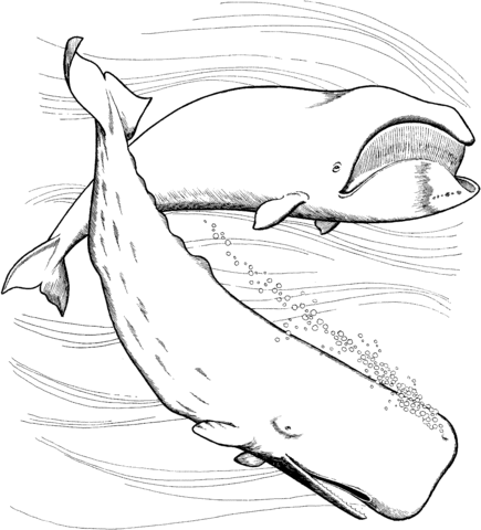 Bowhead and Sperm Whales Coloring page