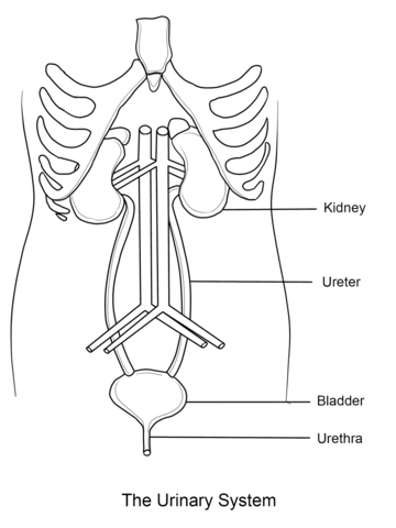 Urinary System Coloring page