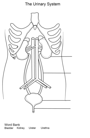 Urinary System Worksheet Coloring page