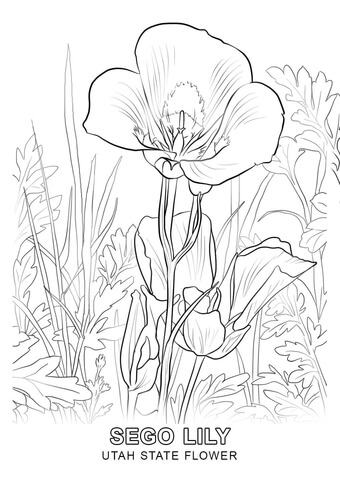 Utah State Flower Coloring page