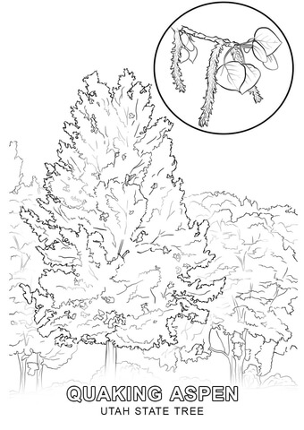 Utah State Tree Coloring page