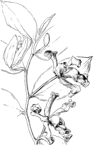 Vanilla Pfaviana Orchid Coloring page