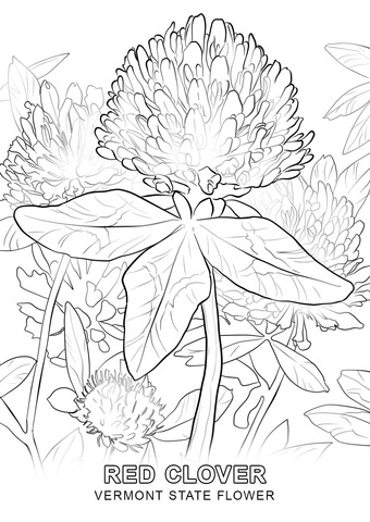 Vermont State Flower Coloring page