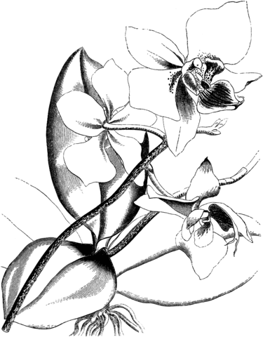 Victorian Orchid Coloring page