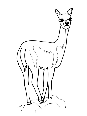 VicuГ±a (Vicugna) Coloring page