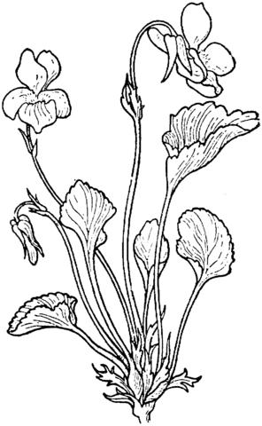 Viola Adunca or Pale Mountain Violet Coloring page