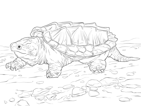 Walking Alligator Snapping Turtle Coloring page